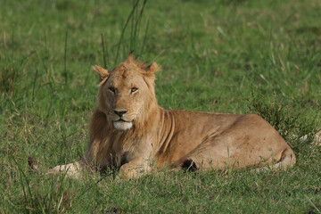 young male lion in the green grass of Maasai Mara NP
