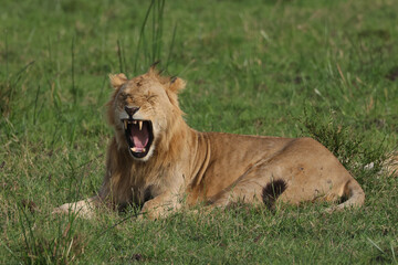 yawning young male lion in the green grass of Maasai Mara NP