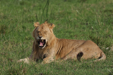 yawning young male lion in the green grass of Maasai Mara NP
