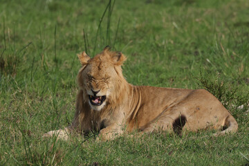 yawning young male lion in the green grass of Maasai Mara NP