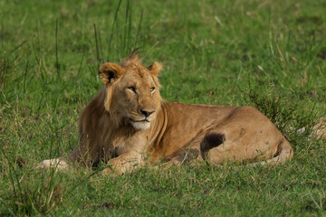 young male lion in the green grass of Maasai Mara NP