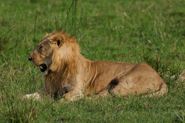 young male lion in the green grass of Maasai Mara NP