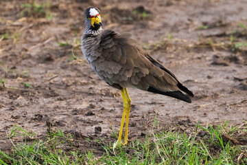 african wattled lapwing bird in Maasai Mara NP