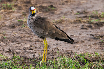 african wattled lapwing bird in Maasai Mara NP