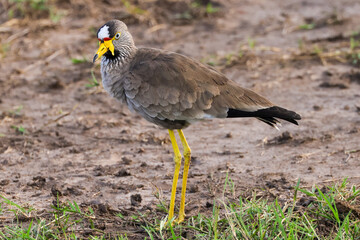 african wattled lapwing bird in Maasai Mara NP