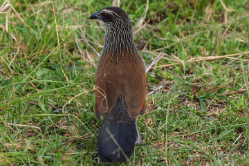burchell's coucal in Maasai Mara NP