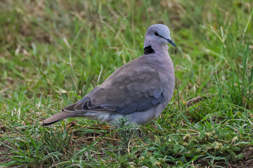 a cape turtle dove in Maasai Mara NP