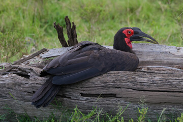 african ground hornbill sits on a dead tree trunk © Marcel