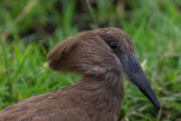 brown hamerkop bird in Maasai Mara NP