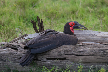 african ground hornbill sits on a dead tree trunk