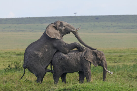 two mating african elephants in the savannah of Maasai Mara NP