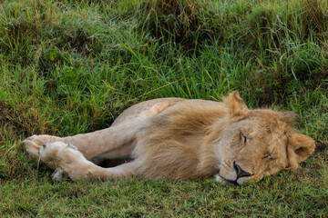 young male lion relaxes in the green grass of Maasai Mara NP