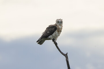 young martial ealge sits on the top of a dead tree trunk in Maasai Mara NP