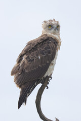 young martial ealge sits on the top of a dead tree trunk in Maasai Mara NP