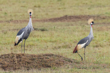 Obraz na płótnie Canvas two grey crowned cranes in the savannah of Kenya