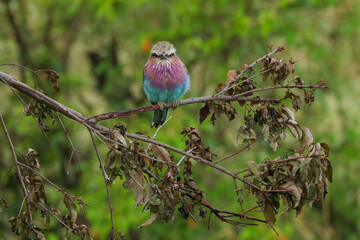 a lilac breasted roller sits on a twig with green forest background
