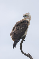 young martial ealge sits on the top of a dead tree trunk in Maasai Mara NP