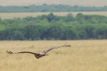 flying tawny eagle in Maasai Mara NP