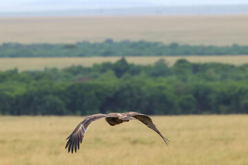 flying tawny eagle in Maasai Mara NP © Marcel