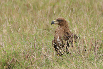 Naklejka na ściany i meble a tawny eagle sits in the grass of Maasai Mara NP