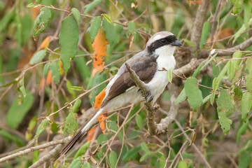 grey backed fiscal bird in Maasai Mara NP