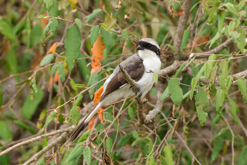 a grey backed fiscal shrike in a tree