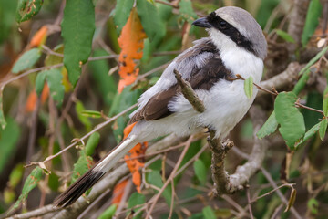 a grey backed fiscal shrike in a tree