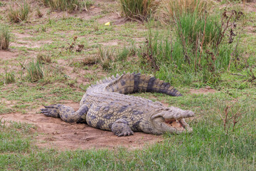 big crocodile lies on the riverbank of Mara river