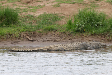 big crocodile lies on the riverbank of Mara river