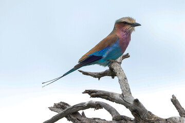 a colorful lilac breasted roller sits on a branch of a dead tree in Kenya
