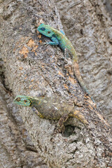 two green and blue agamas on a tree in Maasai Mara NP