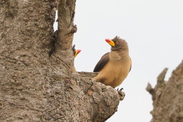 two red billed oxpecker birds on a tree in Maasai Mara NP