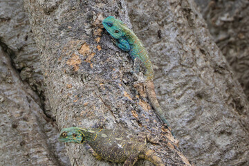 two green and blue agamas on a tree in Maasai Mara NP