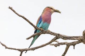 a lilac breasted roller with a grasshopper in its beak