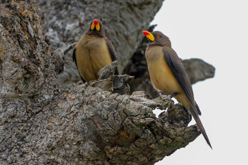 two red billed oxpecker birds on a tree in Maasai Mara NP