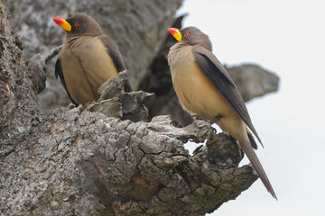 two red billed oxpecker birds on a tree in Maasai Mara NP