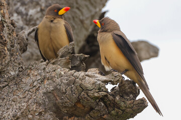 two red billed oxpecker birds on a tree in Maasai Mara NP