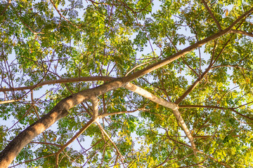 Fototapeta premium Natural green tree leaves on tree branch background