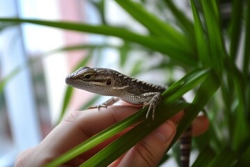 Obraz premium person holding a droopyeyed lizard on a palm indoors
