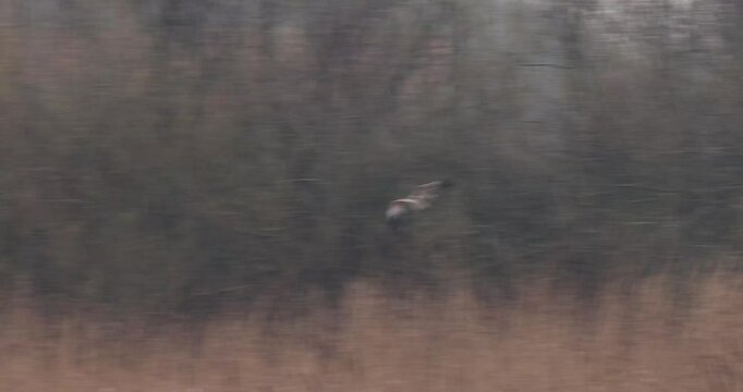 Marsh harrier (Circus aeruginosus) in flight.