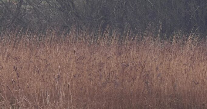 Marsh harrier (Circus aeruginosus)  landing
