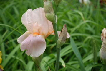 Close view of light pink flower of Iris germanica in mid May