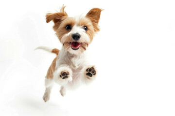 young dog is posing. Banner. Cute playful doggy or pet is playing isolated on white background....