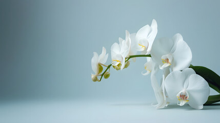 Elegant White Orchids with Soft Blue Background