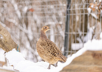 Female European common pheasant