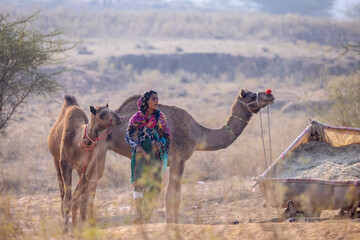 Portrait of an young Indian rajasthani woman in colorful traditional dress carrying camel at Pushkar Camel Fair ground during winter morning.