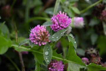 Purple flowers in the forest with dew after rain on leaves.