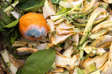 Vegetables and fruit thrown into the trash and wasted due to their poor state of conservation. The...