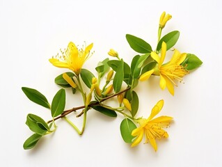 Yellow honeysuckle flowers and leaves