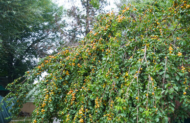 The apricot tree bore many fruits